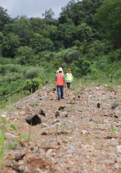 Reforestation plot at Limestone mine